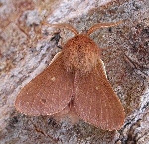 Male Autumnal Eggar - Eriogaster rimicola © Teresa Farino